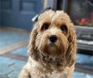 Mother of the Cavapoo puppies born on 05/15/2025