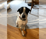 Small #2 Colonial Cocker Spaniel Mix