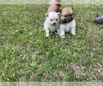 Small #2 Pomeranian