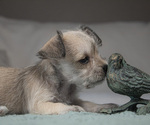 Small Photo #8 Schnauzer (Miniature) Puppy For Sale in PENSACOLA, FL, USA