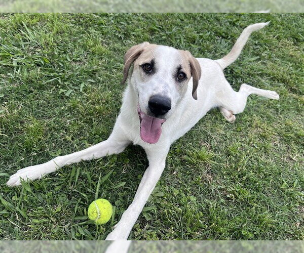 Medium Photo #2 Great Pyrenees-Unknown Mix Puppy For Sale in Plano, TX, USA