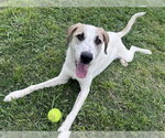 Small #1 Great Pyrenees Mix