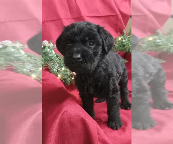 Full screen Photo #1 Labradoodle Puppy For Sale in REA VALLEY, AR, USA