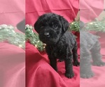 Small Photo #1 Labradoodle Puppy For Sale in REA VALLEY, AR, USA