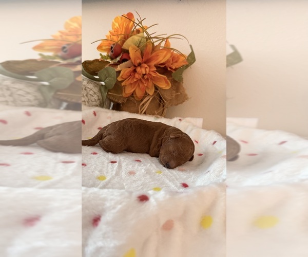 Medium Photo #1 Poodle (Toy) Puppy For Sale in DAVENPORT, FL, USA