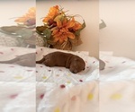 Puppy Puppy 1 Poodle (Toy)