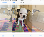 Small Photo #1 Boston Terrier Puppy For Sale in RANCHO PALOS VERDES, CA, USA