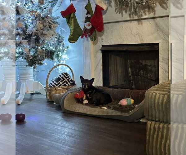 Medium Photo #2 Chihuahua-Unknown Mix Puppy For Sale in Ball Ground, GA, USA