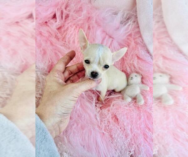 Medium Photo #10 Chihuahua Puppy For Sale in NAPLES, FL, USA