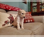 Small Photo #6 Goldendoodle Puppy For Sale in ATHENS, GA, USA
