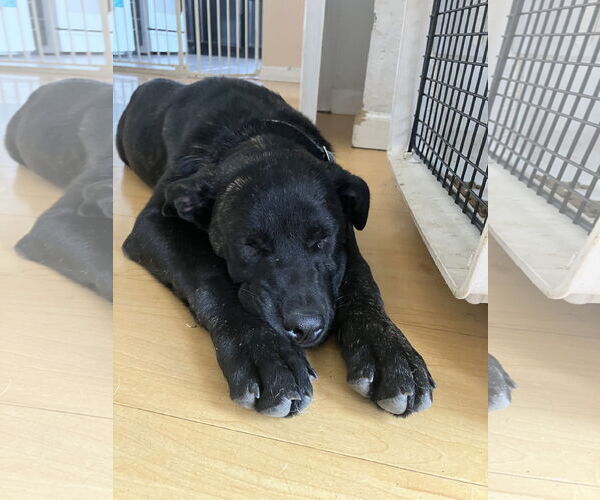 Medium Photo #2 Shepradors Puppy For Sale in Davis, CA, USA
