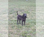 Image preview for Ad Listing. Nickname: Nyheem