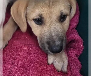 Labrador Retriever-Unknown Mix Dogs for adoption in House Springs, MO, USA