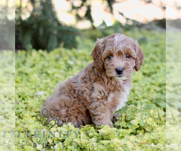 Medium Photo #3 Cavapoo (Miniature) Puppy For Sale in LANCASTER, PA, USA