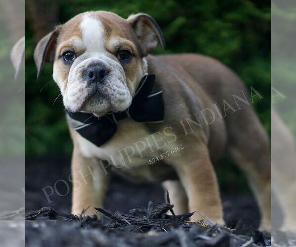 Medium Photo #2 Bulldog Puppy For Sale in WARSAW, IN, USA