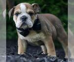 Small #1 Bulldog