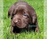 Small Photo #2 Labrador Retriever Puppy For Sale in DAVISON, MI, USA