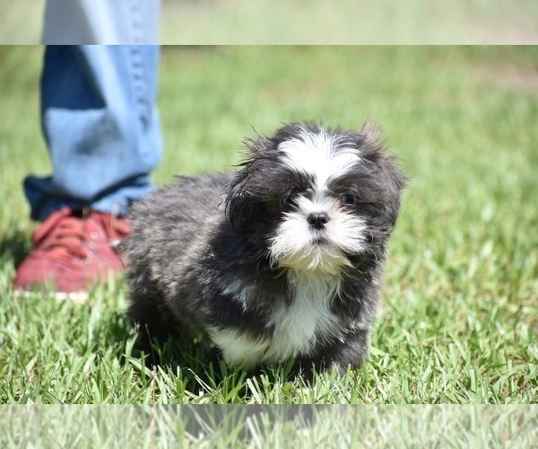 Medium Photo #2 Shih Tzu Puppy For Sale in PALM COAST, FL, USA