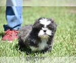 Small #1 Shih Tzu