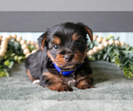 Puppy Autumn Yorkshire Terrier