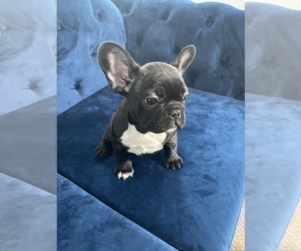 Medium Photo #9 French Bulldog Puppy For Sale in LAS VEGAS, NV, USA
