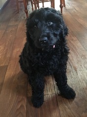 Labradoodle Puppy for sale in WAYNESBORO, PA, USA