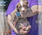 Small #3 American Staffordshire Terrier-Boston Terrier Mix