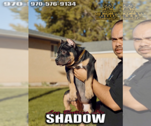American Bully Puppy for sale in GREELEY, CO, USA