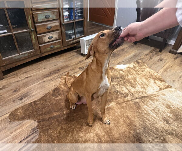 Medium Photo #3 Labrador Retriever-Unknown Mix Puppy For Sale in The Woodlands, TX, USA