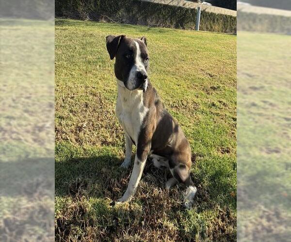 Medium Photo #2 Mutt Puppy For Sale in Riverside, CA, USA