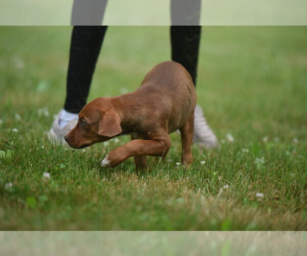 Medium Photo #7 Boxer-Retriever  Mix Puppy For Sale in Mechanicsburg, PA, USA