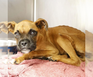 Mutt Dogs for adoption in Dumont, NJ, USA