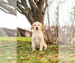 Small Photo #5 Golden Retriever Puppy For Sale in WARSAW, IN, USA