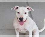 Small #3 Mutt