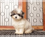 Puppy 2 Aussie-Poo