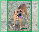 Willow - Female Black Mouth Cur-Unknown Mix Dog for Adoption - Small photo