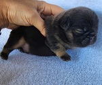 Small #2 French Bulldog