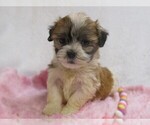 Small #4 Zuchon