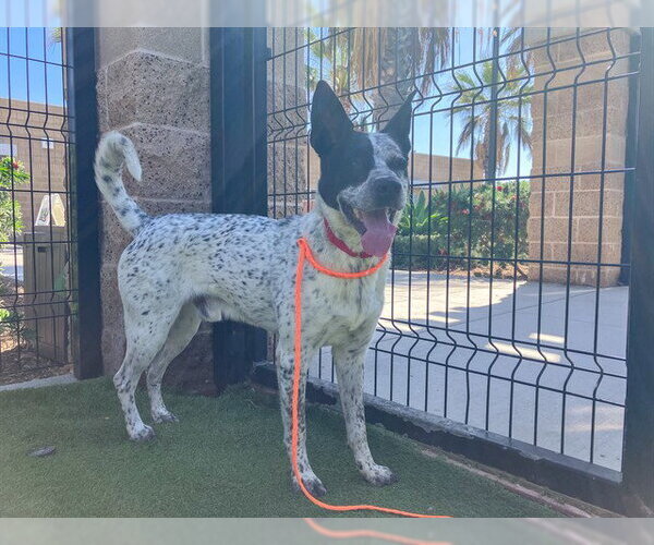 Medium Photo #2 Mutt Puppy For Sale in Orange, CA, USA