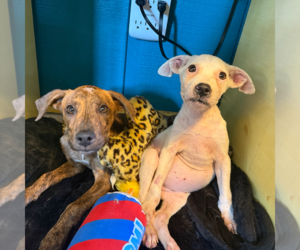 Auggie - Male Labrador Retriever-Plott Hound Mix Dog for Adoption - Photo #3