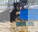 Katniss- one of 3 playful sisters - Female Rat Terrier-Unknown Mix Dog for Adoption - Small photo