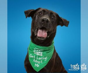 Shepradors Dogs for adoption in Washington, DC, USA