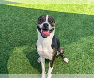 FRANKLIN - Male Mutt Dog for Adoption - Photo #2