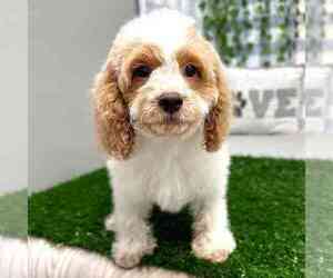 Cockapoo Puppy for sale in MARIETTA, GA, USA