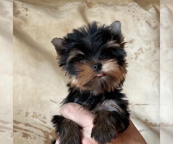 Medium Photo #1 Yorkshire Terrier Puppy For Sale in ROANOKE, VA, USA