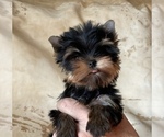 Image preview for Ad Listing. Nickname: Enzo