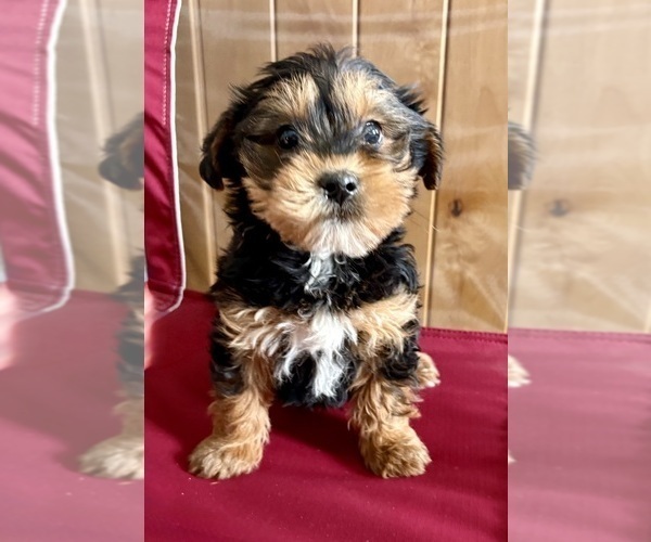 Medium Photo #2 YorkiePoo Puppy For Sale in FAIR HAVEN, MI, USA