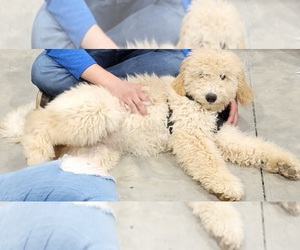 Doodle-Poodle (Standard) Mix Puppy for sale in DOOLIE, NC, USA
