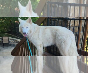Roxanne - Female Siberian Husky-Unknown Mix Dog for Adoption - Photo #3