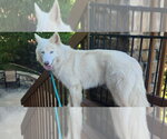 Small Photo #3 Siberian Husky-Unknown Mix Puppy For Sale in Omaha, NE, USA
